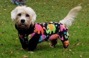 Owners of Dandie Dinmont Terriers like this struggle to keep clean, dry dogs