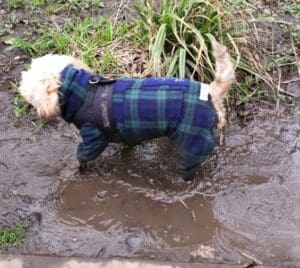 Cavachon Bailey wearing his dog rainsuit