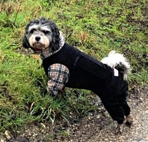 Cavachon wearing a dog rainsuit with underbelly protection