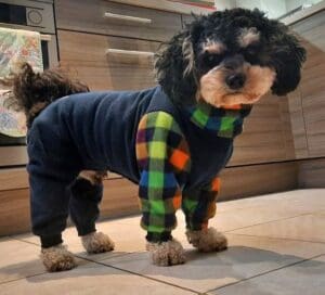 Cavachon wearing a dog coat with legs