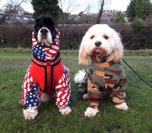 American Cocker & Cavachon wearing waterproof dogsuits