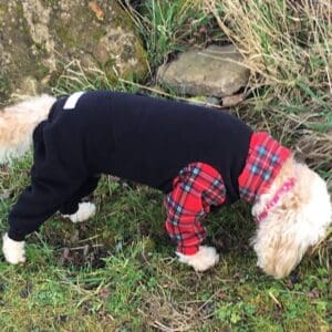 Sybil in her dog coat with underbelly protection