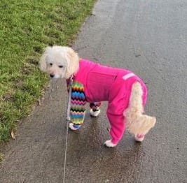 Sybil wearing a full dog bodysuit to stay clean & dry