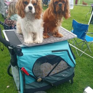 XL Petstro dogshow buggy with 2 Cavalier King Charles Spaniels on top of the grooming table