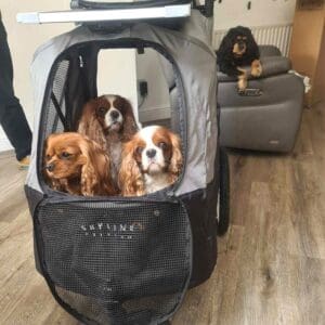 Large Black Petstro dogshow stroller with 3 Cavalier King Charles Spaniels inside