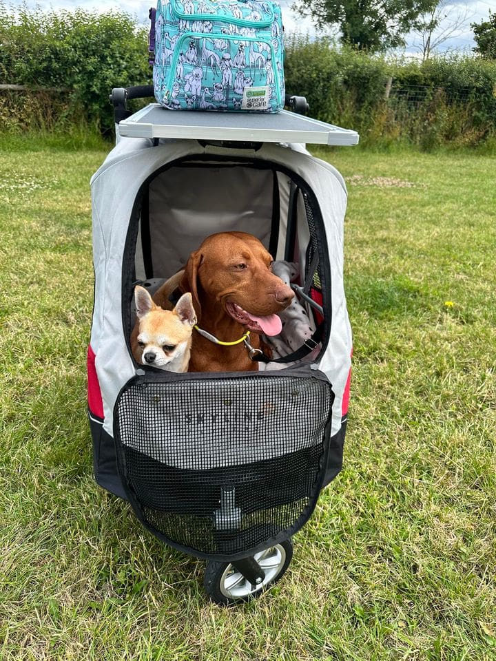 Chihuhua & Hungarian Vizsla in dogshow buggy with grooming table