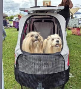 Large Petstro dogshow buggy & table, with 2 Lhasa Apsos inside