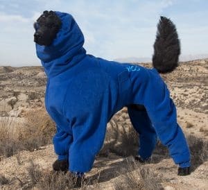standard poodle wearing a blue full dog rainsuit