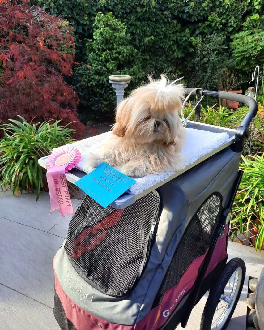 Shih Tzu puppy who's owner has provided one of these Reviews for dogshow buggies