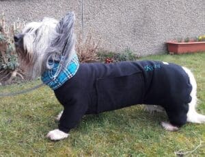 A Skye Terrier - one of the breeds of dogs with unusual bodyshapes that I make coats for